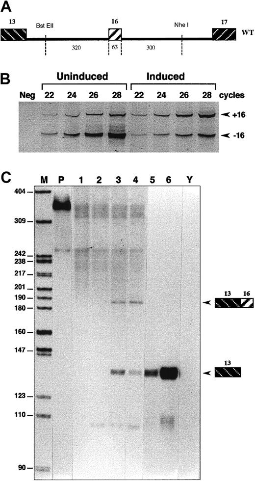 Fig. 3. Experimental model for exon 16 erythroid-regulated splicing. / (A) Minigene construct. Exon 16 is inserted as an internal exon, together with its flanking intron sequences in the 4.1R cassette p(13,17)/CMV (WT construct). DNA fragment sizes are given in base pairs. (B-C) Differential splicing of transfected exon 16. (B) Semiquantitative RT-PCR analysis on polyacrylamide gel electrophoresis. The +16 and −16 indicate the inclusion or exclusion of exon 16, respectively. Neg indicates negative. (C) RPA using probe H(13,16). Mock uninduced (1) and induced (2) MEL cells; uninduced (3) and induced (4) MEL cells transfected with WT construct; uninduced (5) and induced (6) MEL cells transfected with the p(13,17)/CMV cassette without the 0.7-kb exon 16 fragment. Y, yeast RNA; M, size markers; P, undigested probe. The lower diffused band corresponds to the endogenous 4.1R mRNA.