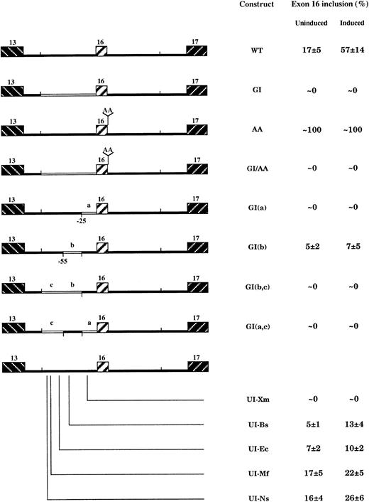 Fig. 4. Effect of upstream intron mutations on exon 16 splicing in induced MEL cells. / In construct GI, as well as in GI(a), GI(b), GI(b,c), and GI(a,c), globin intronic fragments (open boxes) were substituted for 4.1R sequences. Data are expressed as percentage of exon 16 inclusion in both uninduced and induced cells. These percentages were averaged from 3 independent RT-PCR experiments ± SD.