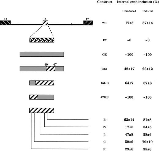 Fig. 5. Effect of exon mutations on exon 16 splicing during MEL cell induction. / In constructs E7 and GE, exon 16 was substituted by the constitutive 4.1R exon 7 or β-globin exon 2, respectively. In construct Ch1, the putative exon splicing silencer from exon 16 was inserted in the globin exon. In all these constructs, the flanking intronic sequences are identical to the WT intronic context. See also the legend to Figure 4.