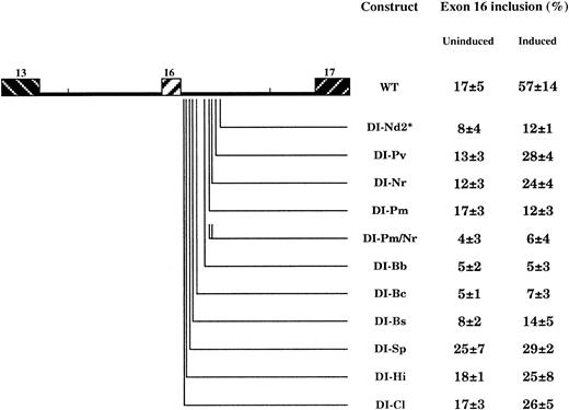 Fig. 6. Effect of downstream intron mutations on exon 16 splicing in induced MEL cells. / In constructs DI-Nd2, DI-Pv, and DI-Nr, the 3 UGCAUG motifs were targeted. *Construct DI-Nd2 contains the mutated UGCAUG in duplicate. Note that the effect on exon inclusion occurs more specifically in induced cells for most of the mutants. For constructs DI-Bb and DI-Bc, exon selection is clearly inhibited in both uninduced and induced cells. See also the legend to Figure 4.