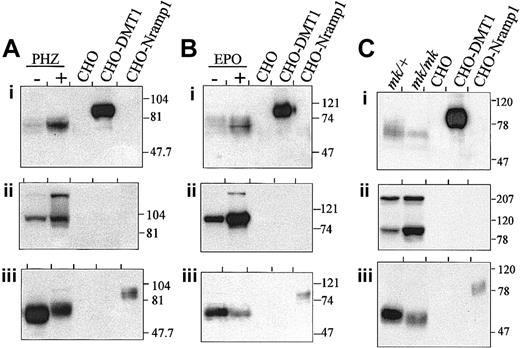 Fig. 3. Splenic expression of DMT1. / Expression of DMT1 in the spleens of PHZ- (A) or EPO- (B) (48 hour) treated mice and in the spleen of mk/mk (C) mice. Spleen microsomal fractions (80 μg) together with 5 μg membrane proteins prepared from CHO cells or CHO transfectants expressing either a cMyc-tagged DMT1 isoform II (CHO-DMT1) or a cMyc-tagged mNramp1 (CHO-Nramp1) were analyzed by SDS-PAGE and immunoblotting with anti–DMT1-NT (i), anti-TfR (ii), and anti– mNramp1-NT (iii) antisera. The positions and sizes (in kilodaltons) of molecular mass markers are shown.