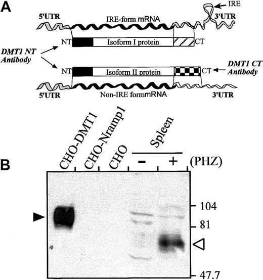 Fig. 4. DMT1 isoform II is expressed in the spleen of PHZ-treated mice. / (A) Schematic representation of the 2 DMT1 mRNAs (IRE-containing and non–IRE-containing form generated by alternative splicing) and corresponding proteins (isoform I and II, respectively). The 2 isoforms show distinct 3′ UTR and encode polypeptides with distinct carboxy termini (hatched boxes). The DMT1-NT antibody recognizes the N-terminus of both isoforms I and II (solid boxes), whereas the DMT1-CT antibody was raised against the carboxy-terminal extremity of isoform II. (B) Microsomal spleen fractions (120 μg) from control (−) or PHZ-treated (+) mice were analyzed by immunoblotting with the DMT1-CT antiserum. Membrane proteins (5 μg) from CHO cells or CHO transfectant expressing either a cMyc-tagged DMT1 isoform II (CHO-DMT1) or a cMyc-tagged mNramp1 (CHO-Nramp1) were included as controls. The positions and sizes (in kilodaltons) of molecular mass markers are indicted on the right.