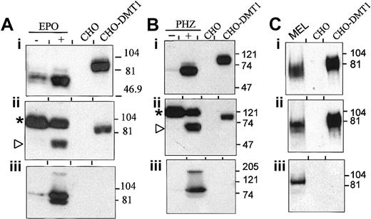 Fig. 5. DMT1 expression in RBCs of normal mice. / (A-B) Immunoblotting of ghost RBC membranes (80 μg) isolated from control animals (−) or mice treated with EPO (48 hours, +, A) or PHZ (+, B). (C) Western blot analysis of crude membrane fractions (100 μg) obtained from MEL cells. Membrane proteins (5 μg) from control CHO cells (CHO) and CHO transfectant expressing a cMyc-tagged DMT1 isoform II (CHO-DMT1) were used as controls. Immunoblotting was performed with antibodies raised against DMT1-NT (i), DMT1-CT (ii), and TfR (iii). The asterisk indicates the position of an unspecific protein species detected only with our anti–DMT1-CT. The positions and sizes (in kilodaltons) of molecular mass markers are shown.