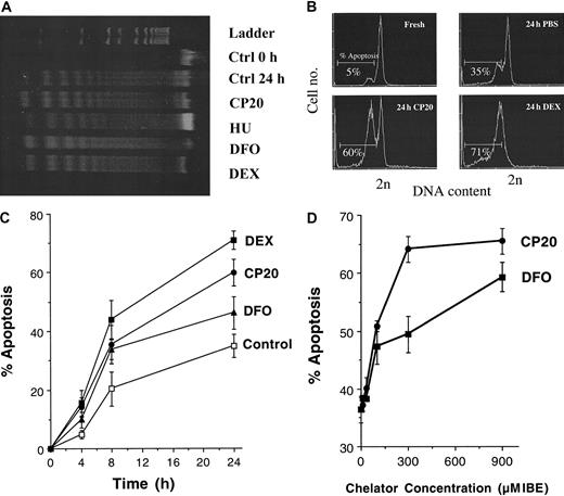 Fig. 1. Iron chelators induce apoptosis in thymocytes. / (A) Agarose gel electrophoresis of DNA extracted from fresh murine thymocytes (lane 2) or after 24 hours of incubation with media alone (lane 3) or either CP20, DFO (300 μM IBE, lanes 4 and 6, respectively), HU (1 mM, lane 5), or dexamethasone (DEX) (10−7 M, lane 7). (B) Flow cytometric profiles of freshly isolated thymocytes or thymocytes incubated for 24 hours with either PBS, CP20 (300 μM IBE), or dexamethsone (10−7 M). The cells were washed, fixed in 70% cold ethanol, and stained with propidium iodide for apoptosis measurement by flow cytometry. The data shown are typical flow cytometric profiles obtained following addition of the respective drugs, and the percent of nuclei with less than 2N DNA is given. (C) Thymocytes were incubated for 0, 4, 8, or 24 hours with PBS (control), dexamethasone (10−7 M), or the iron chelators CP20 or DFO (300 μM IBE). The percent apoptosis was measured as indicated in panel B. (D) Thymocytes were incubated for 24 hours with chelator concentrations of 0, 11, 33, 100, 300, and 900 μM IBE and prepared for flow cytometric analysis as indicated above. The data shown are the mean ± SD of 4 independent experiments.