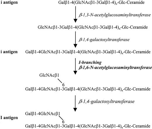 Fig. 1. Structures and biosynthetic pathways of the i and I antigens. / The i antigen is characterized by a linear chain of repeatingN-acetyllactosamine units and is converted to the branched I antigenic structure through the activity of I-branching β-1,6-N-acetylglucosaminyltransferase.