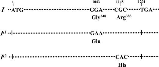 Fig. 2. Schematic representation of the mutations identified in the. / IGnT genes of persons with adult i phenotype.I indicates the coding region of the IGnT gene reported by Bierhuizen et al18 in 1993. ATG and TGA correspond to the enzyme's translation initiation and termination codons, respectively. Mutant alleles identified in the persons with adult i phenotype, designated as Ii1 andIi2, had 1043G→A and 1148G→A nucleotide substitutions, respectively, which predict amino acid alterations of Gly348Glu and Arg383His, respectively.