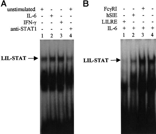 Fig. 1. EMSA using LILRE as radiolabeled probe. / (A) EMSA of nuclear extracts isolated from unstimulated (lanes 1 and 4), IL-6–stimulated (lane 2), and IFN-γ–stimulated (lane 3) THP-1 cells. The sample in lane 4 has been incubated with STAT1N (G16930) antibodies. (B) EMSA of nuclear extracts isolated from IL-6–stimulated (lanes 1-4) B1 cells. To assess specificity of LILRE oligobinding, a 100-fold molar excess of unlabeled LILRE, hSIE, and FcγRI oligonucleotides (lanes 1, 2, and 3) was added to compete for radiolabeled LILRE binding. Furthermore, NF-κB (p52) antibodies were included as control for nonspecific antibody binding (lane 4). Figures represent the results of 3 independent experiments (n = 3). MW indicates molecular weight.