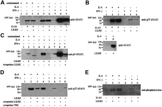 Fig. 2. LILRE/S1-S3 oligoprecipitations of nuclear extracts from THP-1 cells followed by immunoblot analysis. / (A) Oligoprecipitation by LILRE (lanes 2, 5, and 8) and S1-S3 (lanes 3, 6, and 9) oligonucleotides of nuclear extracts isolated from unstimulated (lanes 1-3), IL-6–stimulated (lanes 4-6), and IFN-γ–stimulated (lanes 7-9) THP-1 cells. Subsequent immunoblot analysis was performed on isolated proteins by using STAT1 antibodies (G16930). Lanes 1, 4, and 7 show control precipitations using only streptavidin-coated sepharose beads. (B) LILRE/S1-S3 oligoprecipitation of nuclear extracts isolated from IL-6–stimulated (lanes 1-3) and IFN-γ–stimulated (lanes 4-6) THP-1 cells, followed by immunoblot analysis using phosphotyrosine-STAT3 (Tyr705) antibodies (no. 9131). Lanes 1 and 4 show control precipitations using beads without coupled oligonucleotides. Additional LILRE oligoprecipitation assays were performed on nuclear extracts isolated from IL-6–stimulated THP-1 cells, followed by immunoblot analysis using STAT3 (F2) antibodies. Lane 7 shows a control precipitation using streptavidin sepharose beads without biotinylated LILRE oligonucleotides. (C) Oligoprecipitation by LILRE (lanes 2, 5, 8) and LILRE/competitive LILRE oligonucleotides (lanes 3, 6, 9) of nuclear extracts from unstimulated (lanes 1-3), IL-6–stimulated (lanes 4-6), and IFN-γ–stimulated (lanes 7-9) THP-1 cells. LILRE-bound proteins were analyzed by Western blot using phosphotyrosine (pY) STAT1 (Y701) antibodies. (D) Competitive oligoprecipitation assay on nuclear extracts from IL-6–stimulated (lanes 1-4) and IFN-γ–stimulated (lanes 5-8) THP-1 cells, followed by immunoblot analysis using pY-STAT3 antibodies. Precipitations were performed using biotin-labeled LILRE oligonucleotides bound to streptavidin sepharose beads (lanes 2-4; 6-8). Excess amounts (12 μg) of double-stranded LILRE oligonucleotides (lanes 3, 7) and TRE oligonucleotides (lanes 4, 8) were added to LILRE-coupled streptavidin beads. Lanes 1 and 5 show control precipitations using uncoupled streptavidin sepharose beads. (E) LILRE/S1-S3 oligoprecipitation of nuclear extracts isolated from IL-6–stimulated (lanes 1-3) and IFN-γ–stimulated (lanes 4-6) THP-1 cells, followed by immunoblot analysis using phosphotyrosine antibodies (PY100). Lanes 1 and 4 show control precipitations using uncoupled streptavidin sepharose beads. Figures represent the results of 3 independent experiments (n = 3). MW indicates molecular weight.