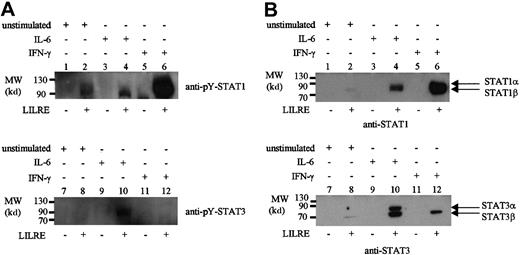 Fig. 3. LILRE oligoprecipitation of nuclear extracts isolated from AML cells and monocytes. / Lanes 1, 3, 5, 7, 9, and 11 represent control precipitations using streptavidin sepharose beads with no bound LILRE oligonucleotides. Lanes 2, 4, 6, 8, 10, and 12 show precipitations using LILRE-coupled streptavidin sepharose beads. (A) Nuclear extracts isolated from unstimulated (lanes 1, 2, 7, and 8), IL-6–stimulated (lanes 3, 4, 9, and 10), and IFN-γ–stimulated (lanes 5, 6, 11, and 12) AML cells followed by immunoblotting using pY-STAT1 and pY-STAT3 antibodies. Each precipitation was performed using 50 μg nuclear protein. (B) Nuclear proteins isolated from unstimulated (lanes 1, 2, 7, and 8), IL-6–stimulated (lanes 3, 4, 9, and 10), and IFN-γ–stimulated (lanes 5, 6, 11, and 12) monocytes. Each precipitation was performed using 100 μg nuclear protein. Figures are representative of 3 independent experiments (n = 3). MW indicates molecular weight.