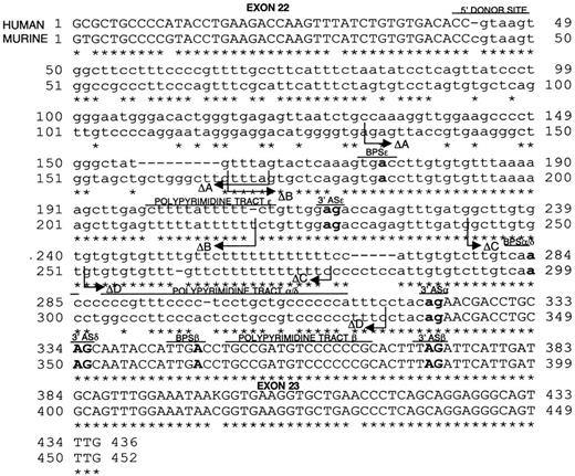 Fig. 1. Sequence alignment and analysis of the human and murine STAT3 genes. / Exon 22 to exon 23 in the human and murine STAT3 genes was aligned. Sequence analysis identified the possible 5′ splice donor site and possible adenosine BPSs, PPTs, and 3′ ASs for generating STAT3α and STAT3β mRNA. The critical nucleotides in each element are in boldface type. In addition, cryptic δ and ε 3′ splice ASs were detected. The δ 3′ AS presumably uses the same BPS and PPT as α. For ε, the possible BPS and PPT are indicated. An asterisk indicates nucleotide homology. The regions of intron 22 deleted in the ΔA, ΔB, ΔC, and ΔD constructs are indicated. The GenBank accession numbers for the murine and human sequences are AF332507 and AF332508, respectively.