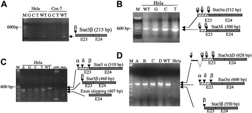Fig. 2. Effect of mutations of. / cis regulatory elements in the murine STAT3 gene on in vivo splicing of minigene constructs. (A) RT-PCR analysis using primers specific for the β splice product (pspl-b-F1 and pspl-E24-R) of RNA isolated from the indicated cells transfected with WT construct or construct containing the indicated point mutation (A to G, C, or T) in the β 3′ AS. (B) RT-PCR analysis using vector-derived primers duSD2 and duSA4 of RNA isolated from HeLa cells transfected with WT construct or constructs containing the indicated point mutation (A to G, C, or T) in the α 3′ AS. (C) RT-PCR analysis using vector-derived primers duSD2 and duSA4 of RNA isolated from untransfected HeLa cells or HeLa cells transfected with WT construct or construct in which the δ 3′ AS AG was replaced by TC and the α AS CAG was either deleted (Δ) or the A was mutated to G, C, or T. (D) RT-PCR analysis using vector-derived primers SD6 and SA2 of RNA isolated from untransfected HeLa cells or HeLa cells transfected with WT construct or construct containing the ΔA, ΔB, ΔC, or ΔD deletions. The 100-bp DNA ladder is indicated by M; the position of the 600-bp band is shown. The sequence-confirmed products of the RT-PCR are shown schematically to the right of each gel.
