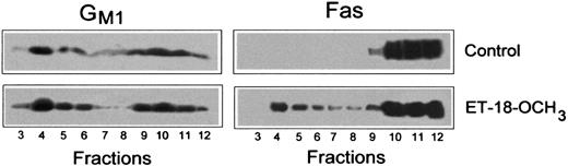 Fig. 2. ET-18-OCH3 induces translocation of Fas into GM1-containing lipid rafts. / Untreated Jurkat cells (Control) and Jurkat cells treated with 5 μg/mL ET-18-OCH3 for 3 hours were lysed in 1% Triton X-100 in TNEV buffer and subjected to discontinuous sucrose density gradient centrifugation. Individual fractions (20 μL) were subjected to SDS-PAGE and Western blotting. Location of GM1 and Fas was determined using CTx B subunit conjugated to horseradish peroxidase and anti-Fas polyclonal antibody, respectively, as described in “Materials and methods.” Representative blots of 3 separate experiments are shown.