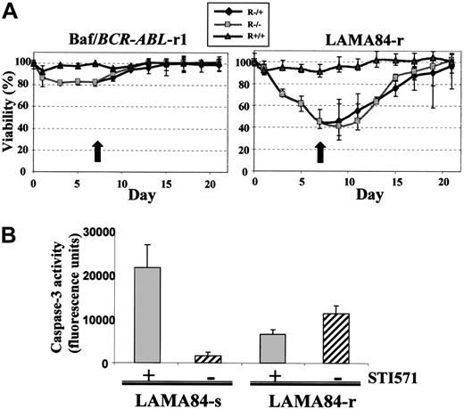 Fig. 1. The effect of STI571 withdrawal. / (A) Viability of Baf/BCR-ABL–r1 and LAMA84-r cells upon withdrawal of STI571 from the culture. On day 0, exponentially growing cells were washed off the compound and replated in RF-10 media (R−/−), whereas control cells were maintained in media supplemented with 1 μM STI571 (R+/+). Subculturing with the respective media was done whenever necessary for each cell line. On day 7 (indicated by the black arrow), one half of the RF-10 culture was reexposed to 1 μM STI571 (R−/+) and the 3 cultures were observed for 1 additional week. Results are shown as the mean and range percentage of trypan blue–negative cells out of 200 cell counts from duplicate culture aliquots, in 1 of 3 representative experiments. (B) Caspase-3 activity in LAMA84-s and LAMA84-r cells after 3 days in culture with (+) and without (−) 1 μM STI571. Results represent the mean ± SD fluorescent units of quadruplicate cultures.