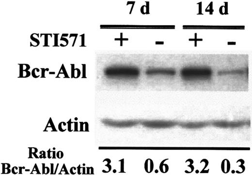 Fig. 4. Reduction in Bcr-Abl protein expression upon withdrawal of STI571 from LAMA84-r cultures. / Total cellular protein was harvested from parallel cultures growing in the presence or absence of 1 μM STI571 for the periods indicated and subjected to Western analysis with anti-Abl (Bcr-Abl band shown) and antiactin antibodies. Densitometric analysis of the Bcr-Abl signal relative to that of actin is presented for each lane.