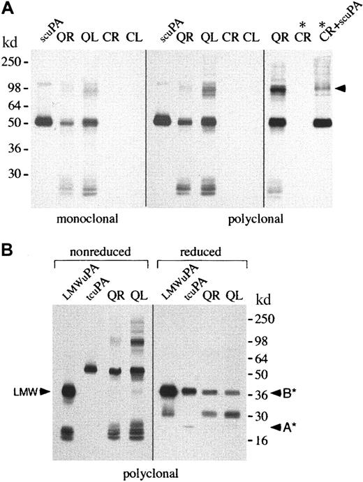 Fig. 3. Western blots of u-PA in platelets. / u-PA in platelet lysates (L; 5 μL) and ionophore releasates (R; 5 μL) from patients with QPD (Q) and healthy control subjects (C) was visualized with monoclonal or polyclonal antisera after 10% SDS-PAGE. (A) Nonreduced analyses indicated QPD platelet lysates and releasates contained abnormally large amounts of u-PA. The predominant form of u-PA in QPD platelets comigrated, nonreduced, with recombinant scu-PA (scuPA, 10 ng), though larger and smaller forms were also detected. When control platelet releasate was incubated (lanes *) with recombinant scu-PA (lane CR + scuPA*), high–molecular weight u-PA complexes were generated that resembled large forms of u-PA in QPD releasates (arrow indicates the most abundant large form). (B) QPD platelet releasates and lysates (R and L, 5 μL nonreduced, 20 μL reduced) contained forms of u-PA with the characteristic nonreduced/reduced mobility of purified tcu-PA (tcuPA; 4.4 ng nonreduced, 17.6 ng reduced) and LMW u-PA (LMWuPA; 3.2 ng nonreduced, 12.8 ng reduced). Arrows indicate the A chain (A*) of reduced tcu-PA, the B chain (B*) common to reduced tcu-PA and LMW u-PA, and the nonreduced form of LMW u-PA (LMW). A reduced protein with the mobility of the A chain of tcu-PA was seen in prolonged exposures of the QR and QL lanes (not shown).