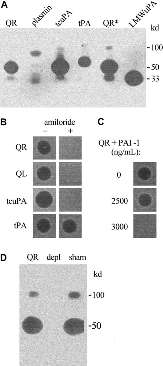Fig. 4. Plasminogen activators in QPD platelets. / Plasminogen activators were analyzed on casein substrate gels containing plasminogen. (A, D) Samples tested after 10% nonreduced SDS-PAGE. (B, C) Samples spotted directly onto substrate gels. (A) QPD releasate (QR, 6 μL; QR*, 10 μL) contained plasminogen activators that comigrated with tcu-PA (tcuPA, 8.8 ng) and LMW u-PA (LMWuPA, 3.2 ng), but not with purified plasmin (10 ng) or t-PA (tPA, 1 IU). (B) Unlike t-PA (0.5 IU), tcu-PA (5 ng) and the plasminogen activators in 1 μL QR and QL (QPD lysate) were inhibited on gels with added (+) 1 mM amiloride. (C) Large amounts of recombinant PAI-1 (final concentrations shown) were required to fully neutralize the plasminogen activators in pooled QR. (D) Zymograms indicated that the 100-, 50-, and 33-kd proteases in QR (5 μL/lane) were removed by rabbit antibodies to human u-PA (depl), but not by normal rabbit IgG (sham). The 33-kd protease in lanes sham and QR was evident on the original gel.