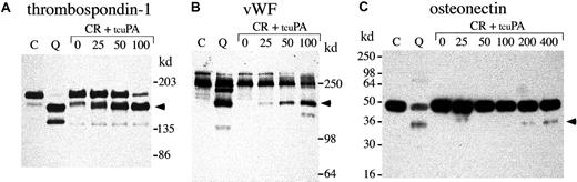 Fig. 9. α-granule thrombospondin-1, von Willebrand factor, and osteonectin degradation. / Western blots compare thrombospondin-1 (A), von Willebrand factor (vWF) (B), and osteonectin (C) in QPD platelet lysates with degraded forms generated by incubating normal platelet ionophore releasate with tcu-PA (lanes and samples as in Figure 8; ng/mL tcu-PA are indicated). (A) When tcu-PA was incubated with normal platelet releasate, α-granule thrombospondin-1 was partially proteolyzed to a form that comigrated with the larger thrombospondin-1 degradation product in QPD platelets (arrow) (lanes compare 24 μL releasate and lysate, after reduced 4%-8% SDS-PAGE). (B) tcu-PA induced the degradation of von Willebrand factor to a form that comigrated with degraded von Willebrand factor in QPD platelets (arrow) (lanes compare 6 μL of releasate and lysate, after reduced 7% SDS-PAGE). (C) tcu-PA also induced the proteolysis of α-granule osteonectin, generating a form that comigrated with degraded osteonectin in QPD platelets (arrow) (lanes compare 9 μL releasate and lysate, after reduced 12% SDS-PAGE).