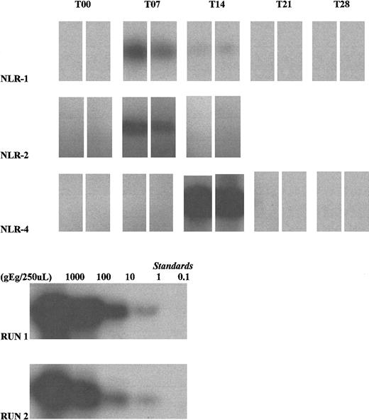 Fig. 2. Autoradiographs depicting donor leukocyte survival in 3 HIV-infected female recipients (NLR-1, NLR-2, and NLR-4) (top 3 rows). / Amplification of Y-chromosome DNA was performed using duplicate 125 μL whole blood samples collected at weekly intervals. All T00 (pretransfusion) samples were negative. The T07 blood sample from NLR-1 during the second study transfusion was positive (though a weak band was seen at T14, quantitation was below the definition of positive). NLR-2 was positive on T07, during the second study transfusion. NLR-4 was strongly positive on T14, during the first study transfusion. Lysate standards run with the clinical samples (NLR-1, standard run 2; NLR-2 and NLR-4, standard run 1) demonstrate 10-fold dilutions starting from the leftmost band equivalent to values of 1000, 100, 10, 1 and 0.1 genome equivalents (gEq)/lane.