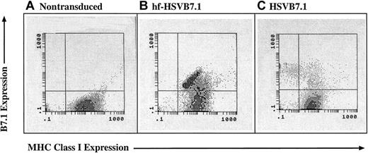 Fig. 2. MHC class 1 expression is lost in CLL cells transduced with helper virus–containing amplicon stocks but not with helper virus–free stocks. / CLL cells were isolated from human subjects and were left untreated (A) or were transduced with equivalent transduction units of hf-HSVB7.1 (B) or HSVB7.1 (C). Cell surface expression of B7.1 and MHC class I was assayed by fluorescence-activated cell sorting, and representative flow diagrams for each treatment are shown. The y-axis illustrates positive B7.1 staining increasing from bottom to top, and the x-axis illustrates positive MHC class I staining increasing in intensity from left to right. Transduction with HSVB7.1 results in loss of MHC class I positivity in a significant proportion of B7.1-expressing cells (C), whereas cells infected with hf-HSVB7.1 maintain cell surface expression of both B7.1 and MHC class I. Data are representative of 1 of 4 different samples.