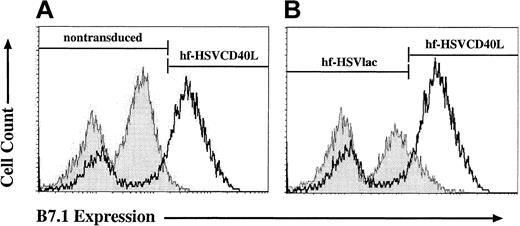 Fig. 4. hf-HSV amplicon–mediated expression of CD40L leads to an up-regulation of endogenous CD80 (B7.1). / CLL cells were left untreated or were transduced with equivalent transduction units of hf-HSVlac or hf-HSVCD40L. Cell surface expression of B7.1 was assayed by fluorescence-activated cell sorting; representative flow diagrams for each treatment are shown. Cell number quantitation is represented on the y-axis, whereas the x-axis illustrates positive B7.1 staining. hf-HSVCD40L–infected CLL cells (heavy line, both panels) shows preferential up-regulation of B7.1 compared to uninfected CLL cells (A, shaded curve) or CLLs transduced with hf-HSVlac (B, shaded curve). Average percentages of CLL cells staining positive for CD80 for each treatment group were as follows: 3% for uninfected control CLL cells, 11% for hf-HSVlac–infected cells, and 62% for hf-HSVCD40L–infected cells. Data are representative of 4 different patient samples.