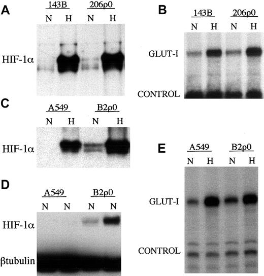 Fig. 3. HIF-1α protein and HIF target gene expression in ρ0 cell lines. / (A,C,D) Immunoblots showing levels of HIF-1α in cell extracts from wild-type and mtDNA-less cell lines. Cells were cultured in parallel for 4 hours in normoxia (21% O2, N) or hypoxia (0.1% O2, H). (A) Human osteosarcoma 143B and the derived mtDNA-less 206ρ0 cell line. (B) Human osteosarcoma 143B and the derived 206ρ0 cell line. (C) Human lung cancer cell line A549 and the derived mtDNA-less B2ρ0 cell line. (D) Further extracts of normoxic A549 and B2ρ0 cells. βTubulin acts as an internal control. (B,E) Expression of Glut-1 mRNA. Cells were cultured in parallel for 16 hours in normoxia (21% O2, N) or hypoxia (0.1% O2, H). RNAse protection assays of total RNA was performed for Glut-1 and U6 small nuclear RNA as an internal control. (E) A549 and the derived B2ρ0 cell line.