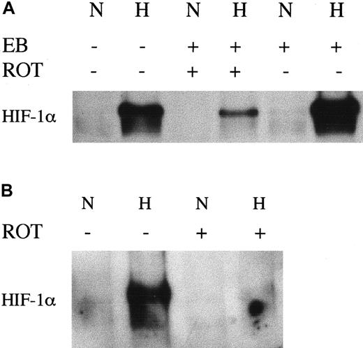 Fig. 5. Immunoblots of HIF-1α protein in normoxic and hypoxic Hep3B cells under different conditions. / (A) Untreated Hep3B cells (lanes 1 and 2), Hep3B cells after 3 weeks' culture in medium containing ethidium bromide (EB) (50 ng/mL) to deplete mtDNA to ρ0 status (lanes 5 and 6), or for 3 weeks in the presence of ethidium bromide (50 ng/mL) followed by 1 week in the presence of rotenone (ROT) (1 μg/mL) (lanes 3 and 4). (B) Wild-type Hep3B cells grown under normal conditions or in the presence of rotenone (1 μg/mL) for 1 week. Cells were cultured in parallel for 4 hours in normoxia (21% O2, N) or hypoxia (0.1% O2, H).