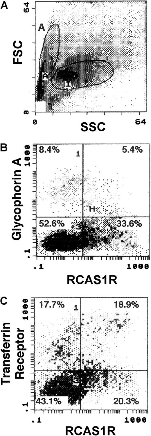 Fig. 5. Expression of RCAS1R on bone marrow cells from a healthy volunteer. / The expression of RCAS1R/glycophorin A/TfR was examined on bone marrow cells from normal volunteers. The analysis was performed after incubation for 16 hours in IMDM containing 15% FBS, 15% human AB serum, rhEPO (2 U/mL), rhSCF (20 ng/mL), rhIL-3 (100 ng/mL), and rhGM-CSF (50 ng/mL). Flow cytometry analysis was performed after 2-color staining of RCAS1R versus glycophorin A, or RCAS1R versus TfR. Region A was first gated by selecting the population that contained abundant erythroid progenitor cells in a FSC versus SSC dot plot (A). Then, expressions of glycophorin A versus RCAS1R (B) and TfR (CD71) versus RCAS1R (C) were assessed in region A cells. The results shown are for one experiment representative of the 4 performed.