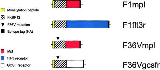 Fig. 1. Schematic diagram of constructs. / F1mpl and F1flt3r constructs encode fusion proteins containing 14 amino acids from the amino terminus of c-Src (to allow for myristylation and membrane association), FKBP12 (to allow for binding to the CID FK1012), the intracellular portion of either murine mpl or murine Flt-3, respectively, and a hemagglutinin (HA) epitope tag (to permit detection using the monoclonal antibody HA.11). The construct F36Vmpl is identical to F1mpl except for a phenylalanine to valine substitution at the 36th amino acid of the FKBP12 domain, which allows for binding to the CID AP20187. The F36Vgcsfr construct contains the intracellular portion of the murine GCSF receptor but is otherwise identical to F36Vmpl. The membrane distal F36V domain is “codon wobbled” to reduce repetitive sequences, preventing recombination.