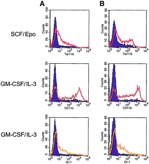 Fig. 5. Multilineage differentiation potential of Mpl-expanded bone marrow cells. / Flow cytometric analysis was performed on 2 subclones (A and B) derived from single-cell plating from a pool of F1Mpl-transduced bone marrow cells. Before derivation of the subclones, the pool had been maintained in culture in the presence of FK1012 for more than 3 months. Flow cytometry was performed using antibodies directed against erythroid (Ter119), monocytic (CD11b), and granulocytic (Gr-1) cells in the presence of FK1012 alone (controls) or after 6 days of culture using conditions designed to elicit erythroid (SCF/Epo) or granulocyte–macrophage differentiation (IL-3–GM-CSF). Cells cultured in the presence of FK1012 alone (blue-shaded curves) provided controls for antibody staining. Culture in SCF/Epo produced 35% to 40% Ter119-positive cells, whereas culture in IL-3–GM-CSF resulted in 60% of cells expressing CD11b and 25% to 30% of cells expressing Gr-1.
