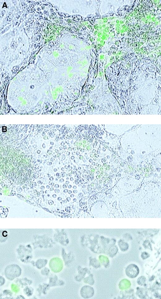 Fig. 6. Phase-contrast photomicrographs of CD34+ cells from differentiated ES cell colonies. / (A,B) In situ immunofluorescence staining of CD34+ cells (magnification, ×100). (C) Immunofluorescence staining of CD34+ cells from a cytospin preparation (magnification, ×200).