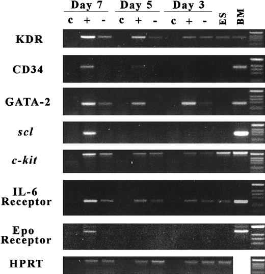 Fig. 9. RT-PCR analysis of gene expression by BMP-4–treated ES cells. / BM indicates rhesus monkey bone marrow cells; ES, undifferentiated ES cells; c, BMP-4–treated S17 cells; plus sign, BMP-4–treated ES cells; and minus sign, ES cells without BMP-4.