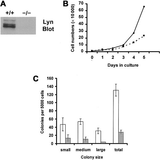 Fig. 1. SCF-induced growth of Lyn-deficient progenitor cells is reduced compared with wild-type controls. / (A) Lyn-deficient mice do not express Lyn protein. Lysates were generated from wild-type (+/+) and Lyn-deficient (−/−) mast cells. Equivalent cell units were resolved by SDS-PAGE, transferred to Immobilon, and immunoblotted with antibody specific for murine Lyn. (B) Lyn-deficient progenitor cells (▪) proliferated more slowly than wild-type cells (♦) in response to SCF. Mononuclear cells from bone marrow from wild-type and Lyn-deficient mice were isolated using lymphocyte separation media. Lin− progenitor cells were purified by negative selection, as described in “Materials and methods.” These cells were stained with antibody specific for murine c-Kit and were isolated using FACS. The resultant population of Lin−, c-Kit+(LinnegKitpos) progenitor cells was resuspended in QBSF-60 (serum-free) media supplemented with 100 ng/mL murine SCF, and the numbers of viable cells were counted each day. Data are representative of results from 3 experiments. (C) SCF-induced colony formation of Lyn-deficient progenitors (░) is reduced compared with normal cells (■). Wild-type and Lyn-deficient LinnegKitpos progenitor cells were resuspended in 1% methylcellulose with QBSF-60 media in the presence or absence of murine SCF (100 ng/mL). Five thousand cells were plated per 35-mm2 Petri dish. After an 8-day incubation, the size and number of colonies were determined for each group. Data represent the mean and standard deviation of triplicate samples. No colonies formed in the absence of SCF. Small colonies were defined as those containing 10 to 25 cells, medium colonies as those containing 25 to 100 cells, and large colonies as those containing 100 cells or more.