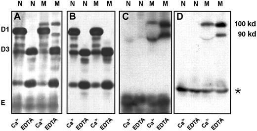 Fig. 5. Immunoblot of the plasmic digest of normal fibrinogen and fibrinogen Milano XII obtained in the presence of 5 mM Ca++ or 5 mM EDTA. / Detection antibodies: polyclonal antifibrinogen antibody (A), polyclonal antibody to fibrinogen γ-chain (B), monoclonal antibody to β 15-21(C), monoclonal antibody to human serum albumin (D). Fibrinogen (1.5 mg/mL) was digested with plasminogen (10 μg/mL) and streptokinase (40 U/mL) for 4 hours at 37°C. Amount of fibrinogen loaded: 0.5 μg (A); 1 μg (B); 15 μg (C); 30 μg (D). * indicates bands that resulted from a slight albumin contamination of the purified fibrinogens; N, normal fibrinogen; M, fibrinogen Milano XII.