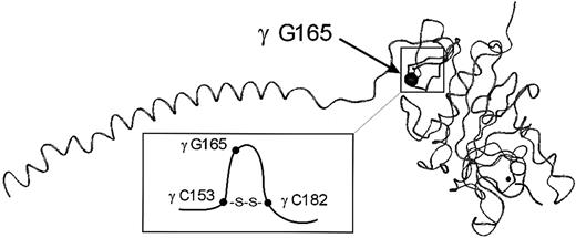 Fig. 7. Position of the amino acid substitution in the γ-chain of fibrinogen Milano XII. / The mutation site (γ G165R) is situated in a loop formed by an intrachain disulfide bridge between γ 153 C and γ 182 C. The figure shows the γ-chain of fibrinogen and is adapted from the crystal structure (IFZB from the Brookhaven Data Bank) of fragment D reported by Spraggon et al.1