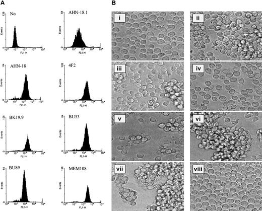 Fig. 1. CD98 antibodies differ in their ability to bind to the surface of U937 cells and their ability to induce homotypic aggregation. / (A) A panel of 7 CD98 antibodies was tested for the ability to bind U937 cells by means of flow cytometry. All antibodies were tested over a wide range of concentrations (1 to 30 μg/mL), and the histograms shown in the Figure are those obtained at saturating doses of antibody (between 1 and 30 μg/mL). (B) U937 cells were incubated with antibodies (at dilutions that induced maximal aggregation in each case, between 0.3 and 1.5 μg/mL in each case) for 6 hours, as described in “Materials and methods.” Images of cells in culture at this time point were obtained by means of an inverted phase contrast microscope (original magnification, ×40), attached to a video camera, and captured with National Institutes of Health (NIH) (Bethesda, MD) image software. (i) Medium alone. (ii) CD98-AHN-18 (CD98). (iii) BU53 (CD98). (iv) BU89 (CD98). (v) 4F2 (CD98). (vi) MEM 101A (CD29). (vii) 161-46 (CD43). (viii) E1/2 (CD44).