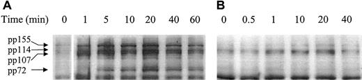 Fig. 5. Ligation of CD98 or CD29 induces rapid and distinct patterns of tyrosine phosphorylation. / U937 cells were incubated in the presence of CD98-AHN-18 (1.5 μg/mL) (A) or MEM 101A (CD29, 0.5 μg/mL) (B) for various time periods. Cells were lysed and analyzed for phosphotyrosine proteins as described in “Materials and methods.” Molecular weights of the major phosphorylated species are shown on the left and were calculated by image analysis of the Western blot, with the use of molecular weight standards to calibrate the software.