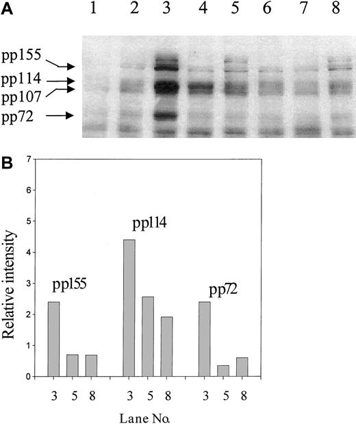 Fig. 9. CD147 regulates tyrosine phosphorylation induced via CD98 or CD29 ligation. / (A) U937 cells were incubated in the presence of CD98-AHN-18 (1.5 μg/mL), MEM 101A (CD29, 0.5 μg/mL), MEM M6/1 (CD147, 2.5 μg/mL), BU89 (CD98, 2.3 μg/mL), or combinations of these antibodies for 20 minutes. Cells were lysed and analyzed for phosphotyrosine proteins as described in “Materials and methods.” Molecular weights of the major phosphorylated species are shown on the left and were calculated by image analysis of the Western blot, with the use of molecular weight standards to calibrate the software. Lane 1, isotype control; lane 2, MEM M6/1 (CD147); lane 3, CD98-AHN-18; lane 4, MEM 101A (CD29); lane 5, CD98-AHN-18 + CD147; lane 6, MEM 101A (CD29) + CD147; lane 7, BU89 (CD98); lane 8, CD98-AHN-18 + BU89 (CD98). (B) The relative intensities of the major phosphotyrosine species in bands 3, 5, and 8, calculated by means of gel image analysis software.