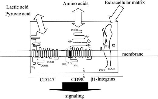 Fig. 11. Model of possible functional complex containing CD98 (heavy and light chains, β1-integrins (α/β chains) and CD147 (heavy and light chains). / The figure shows the 3 components of the CD98 signaling complex and their topology within the plasma membrane.