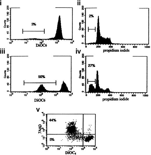 Fig. 6. Flow cytometric histograms for DiOC6 and apoptotic probes in the TP53 temperature-sensitive mutant 4G5 cell line cultured at the permissive temperature (32°C) for 9 and 18 hours. / At 9 hours, few DiOC6-low (depolarized, plot i) or PI-low (sub-G0, plot ii) cells were apparent. At 18 hours, DiOC6-low (depolarized cells, plot iii) were observed. PI-low sub-G0 cells were also found at this time (plot iv) but in a smaller proportion of cells than had depolarized. These results are representative of 5 similar experiments. Dual staining with DiOC6 and the vital dye 7-AAD (plot v) showed a subset of cells that had depolarized but were impermeable to 7-AAD (lower left quadrant), indicating that loss of MTP preceded loss of membrane integrity in the apoptotic process.