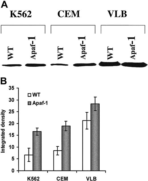 Fig. 5. Increased Apaf-1 expression in leukemic cells after. / Apaf-1 gene transfection. (A) Western blot detection of Apaf-1 expression in the wild-type (WT) and transfected leukemic cells (Apaf-1). Leukemic cells were transfected with Apaf-1/pCMV2 plasmid DNA. (B) Relative intensity of Apaf-1 expression. The immunoblot shown in (A) was analyzed with a densitometer, and the intensities of Apaf-1 bands were indicated as percentage of integrated density.