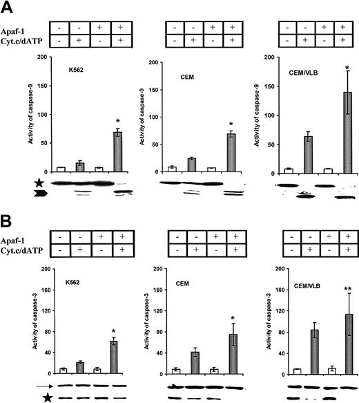Fig. 6. Cytochrome. / c–mediated activation of caspases. S-100 was prepared from the wild-type and Apaf-1–transfected cells. Wild-type cells are indicated as Apaf-1 (−), and Apaf-1–transfected cells are indicated as Apaf-1 (+). (A) Cytochrome c–mediated procaspase-9 activation. The increased activity of caspase-9 in Apaf-1–transfected cells was compared with their wild type (*P < .0001). Processing of procaspase-9 was confirmed by immunoblotting. Caspase-9 precursors are indicated by an asterisk, and the processed caspase-9 are indicated by an arrowhead. (B) Cytochromec–mediated procaspase-3 activation. *P < .0001; **P < .01. Processing of procaspase-3 protein was indicated by immunoblotting. Caspase-9 precursors are indicated by an asterisk, and β-actin is indicated by an arrow.