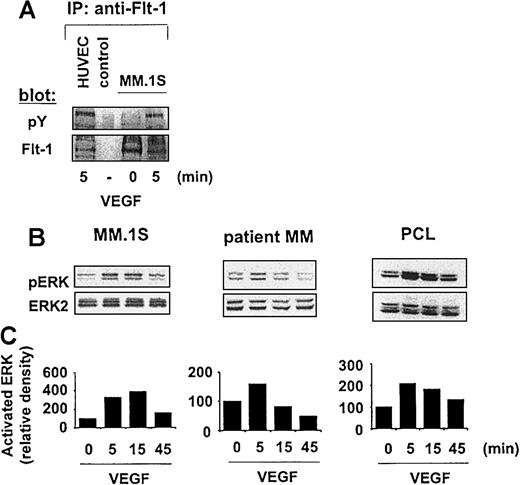 Fig. 4. Effect of VEGF on the Raf-MEK-ERK pathway. / (A) MM.1S cells were starved overnight in RPMI 1640 with 1% FBS and for 3 hours in RPMI 1640 with no FBS. After stimulation of MM.1S cells with 100 g/mL VEGF165 for 5 minutes, Flt-1 immunoprecipitates (IP) from whole cell lysates were analyzed by Western blotting with the use of antisera against phospho-tyrosine residues. Equal loading was confirmed by immunoblotting with antisera directed against Flt-1, and whole cell lysate of VEGF-stimulated HUVECs was similary immunoblotted as a positive control. Nonspecific protein binding and detection were excluded by incubating protein A–Sepharose (PAS) beads with lysis-buffer and Flt-1 antibody only (control). (B) MM.1S, patient MM, and patient PCL cells, pretreated as described in panel A, were stimulated with 100 ng/mL VEGF165 for 5 minutes, 15 minutes, and 45 minutes. Whole cell lysates (40 μg) were analyzed by Western blotting with antisera against phospho-ERK (pERK). Immunoblotting for ERK-2 confirmed equal protein loading. (C) Densitometry was used to quantitate pERK activity in panel B. The data shown are representative of 3 separate experiments.