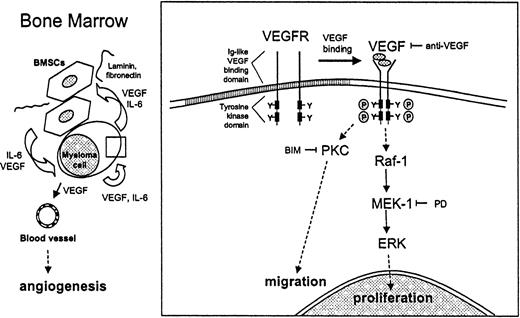 Fig. 8. VEGF-mediated proliferation and migration of MM cells. / VEGF stimulates proliferation and migration of MM cells in a paracrine and autocrine pathway. Within the bone marrow, VEGF is produced by both MM cells and BMSCs. IL-6 secreted by BMSCs enhances the production and secretion of VEGF by MM cells. Conversely, VEGF secreted by MM cells enhances IL-6 production by BMSCs. Binding of MM cells to BMSCs increases both IL-6 and VEGF secretion. Besides stimulating angiogenesis in the BM, VEGF directly triggers cell growth and migration of MM cells via the Raf-1–MEK-1–ERK cascade and a PKC-dependent ERK-independent pathway, respectively.