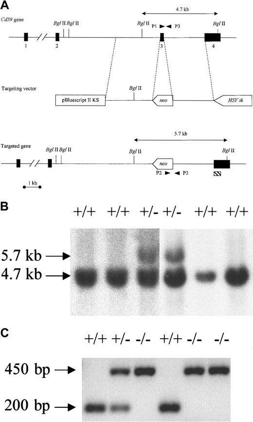 Fig. 1. Targeted disruption of Cd59. / (A) A gene-targeting vector was constructed in which exon 3, the major coding portion of the protein, was replaced by the neomycin-resistance gene (neo). The herpes simplex virus thymidine kinase cassette (HSV-tk) was inserted at the 3′ end of the homologous region (delineated by dotted lines). Double-headed arrows indicate the size of fragments seen in Southern blot analysis of wild-type (top) and targeted (bottom) alleles afterBglII digestion of genomic DNA hybridized to the external probe (hatched box). (B) Southern blot analysis of ES cell DNA showing wild-type and targeted clones. (C) PCR genotyping of genomic DNA derived from the progeny of CD59+/− mice showing the 200-bp fragment amplified from the wild-type allele (with primers P1 and P3) and the 450-bp fragment amplified from the targeted allele (with primers P2 and P3).