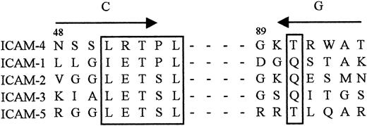 Fig. 1. The C and G strands of ICAM family N-terminal domains. / Residues critical for αLβ2 binding are boxed; numbering is for ICAM-4.