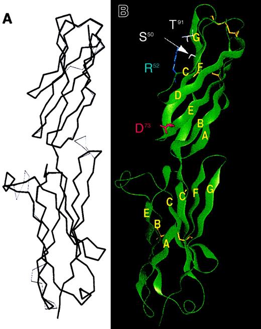 Fig. 2. Model of ICAM-4. / Domain 1 is at the top of the figure. (A) Model of ICAM-4 (Cα trace in bold) is overlaid on the equivalent trace for the crystal structure of ICAM-2 (thin lines). (B) Ribbon diagram of the modeled ICAM-4 structure, with β strands labeled A-G and the residues mutated in this study highlighted.