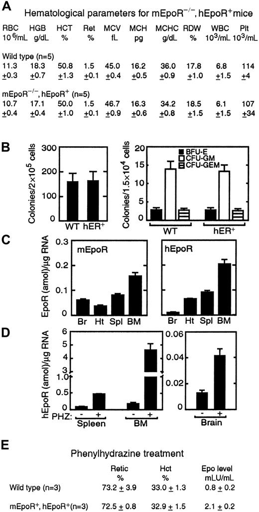 Fig. 1. Hematopoiesis in the mEpoR−/−, hEpoR+ mouse. / (A) Hematologic parameters for the mEpoR−/−, hEpoR+ (hEpoR+) genotype were comparable to those of wild-type (WT) controls. (B) CFU-E colonies (left) and BFU-E, CFU-GM, and CFU-GEMM colonies (right) were determined for bone marrow hematopoietic progenitor cells (n = 5). (C) EpoR expression was determined for spleen (Spl), bone marrow (BM), brain (Br), and heart (Ht) for wild-type controls (mEpoR) (n = 3) and mEpoR−/−, hEpoR+ (hEpoR) mice (n = 3), amol indicates attomoles. (D) Phenylhydrazine-induced (PHZ) anemia in mEpoR−/−, hEpoR+ mice (n = 3) increased hEpoR expression in hematopoietic tissues and brain (n = 3 for control). (E) Results of stimulation of erythropoiesis in phenylhydrazine-treated mice were similar in mEpoR−/−, hEpoR+ mice and controls as indicated by reticulocyte counts and hematocrit. Only differences in circulating erythropoietin levels (about 2-fold higher in mEpoR−/−, hEpoR+ mice compared with controls) were detected. Serum erythropoietin levels in untreated mice were not detected in this assay because of the relatively low affinity of the antibody for murine erythropoietin.