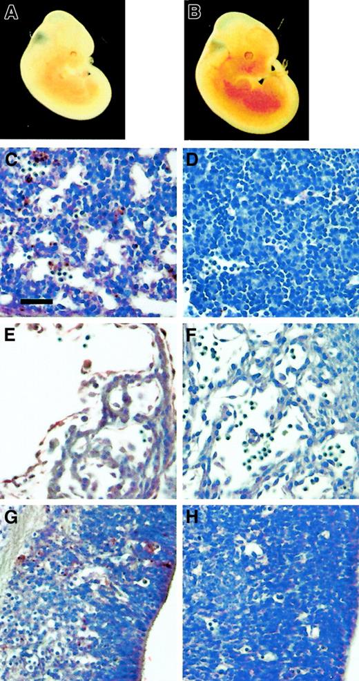 Fig. 2. Analyses of mEpoR−/−, hEpoR+ embryos. / (A,B) The mEpoR−/− pale embryo (A) at E12.5 contrasts with the erythroid-rich mEpoR−/−, hEpoR+embryo (B). (C-H) The increased apoptotic activity (TUNEL-positive cells) in the mEpoR−/− fetal liver (C), heart (E), and brain (G) is rescued by the hEpoR transgene, with reduced TUNEL-positive cells in the corresponding fetal liver (D), heart (F), and brain (H). The bar in (C) indicates 0.05 mm.