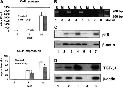 Fig. 1. Role of p15 and TGF-β1 in normal megakaryocytic differentiation. / (A) Neutralizing anti–TGF-β1 antibody induced a significant decrease of CD41+ cell number (*P < .001), without affecting total cell recovery. (B) p15 Amplification bands were detectable only in the presence of unmethylated sequence-specific primer pairs. Lanes 1 and 2, CD34+ cells; lanes 3 and 4, CD41+ cells on day 7; lanes 5 and 6, CD41+cells on day 14; lanes 7 and 8, negative control. U indicates unmethylated; M, methylated. (C) Semiquantitative RT-PCR analysis of p15 mRNA expression showed that p15 was not expressed in CD34+ cells (lane 1) and progressively increased in CD41+ cells on day 7 (lane 2) and day 14 (lane 4). The p15/β-actin ratios were 0.34 and 0.82 on days 7 and 14, respectively. Neutralizing anti–TGF-β1 antibody induced a significant reduction of p15 mRNA expression on day 7 (lane 3; p15/β-actin ratio, 0.14) and day 14 (lane 5; p15/β-actin ratio, 0.12). Negative and positive controls are shown in lanes 6 and 7, respectively. (D) Semiquantitative RT-PCR analysis of TGF-β1 mRNA expression demonstrated that TGF-β1 mRNA increases during megakaryocytic differentiation. TGF-β1/β-actin ratios were 0.25 in CD34+ cells (lane 1), 0.96 in CD41+ cells on day 7 (lane 2), and 2.63 in CD41+ cells on day 14 (lane 3). Negative and positive controls are shown in lanes 4 and 5, respectively.