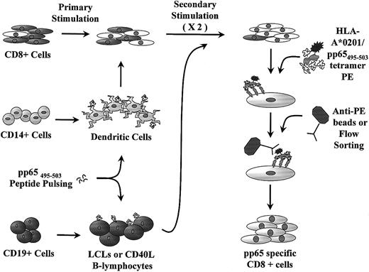 Fig. 1. Schematic representation of generation of pp65495-503-specific CTL lines. / Mature DCs are cultured from CD14+ monocytes and used for primary stimulation of CD8+ cells. Peptide-pulsed LCLs or CD40-ligated B cells are used for restimulation. The CTL line is further purified with anti-PE–coated paramagnetic beads or flow sorting prior to rapid expansion.